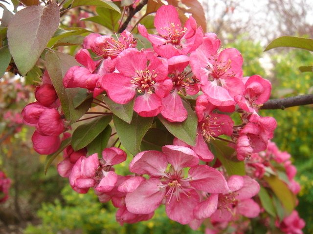 Malus coccinea 'Courtarou'